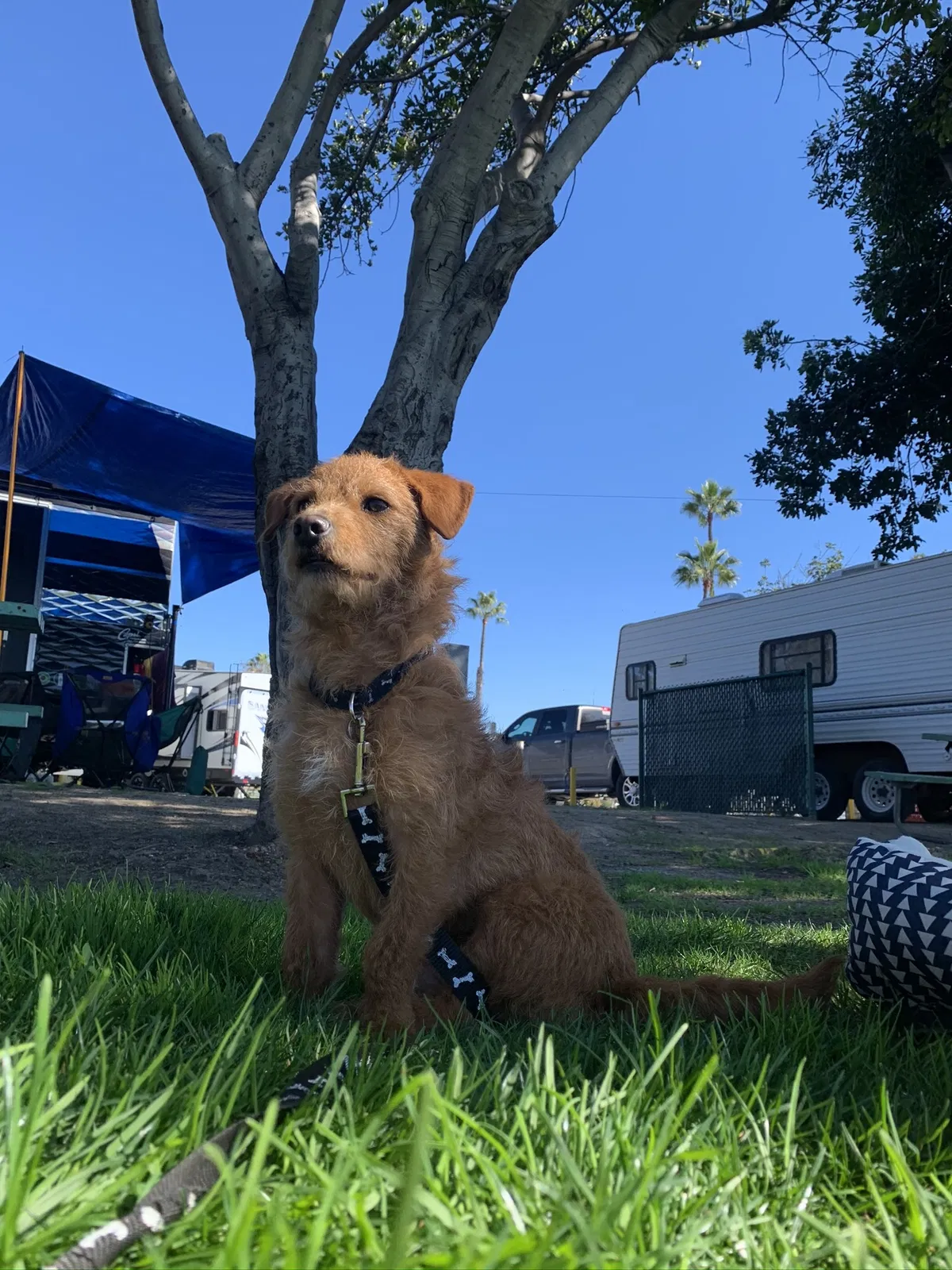 Lost dog in El Cajon, CA, 92021