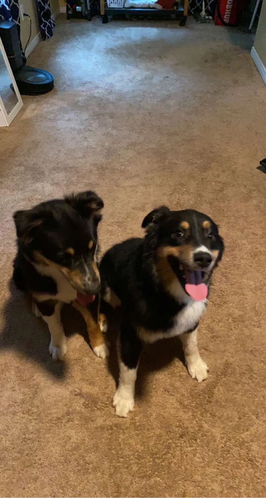 Lost dog in Mary Esther, FL, 32569