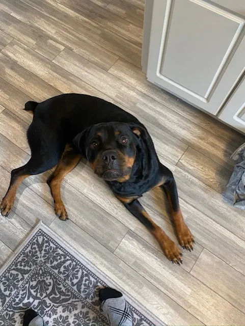 Lost dog in Dade City, FL, 33525