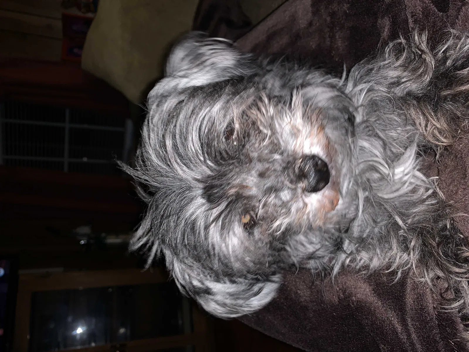 Lost dog in Greensboro, NC, 27455