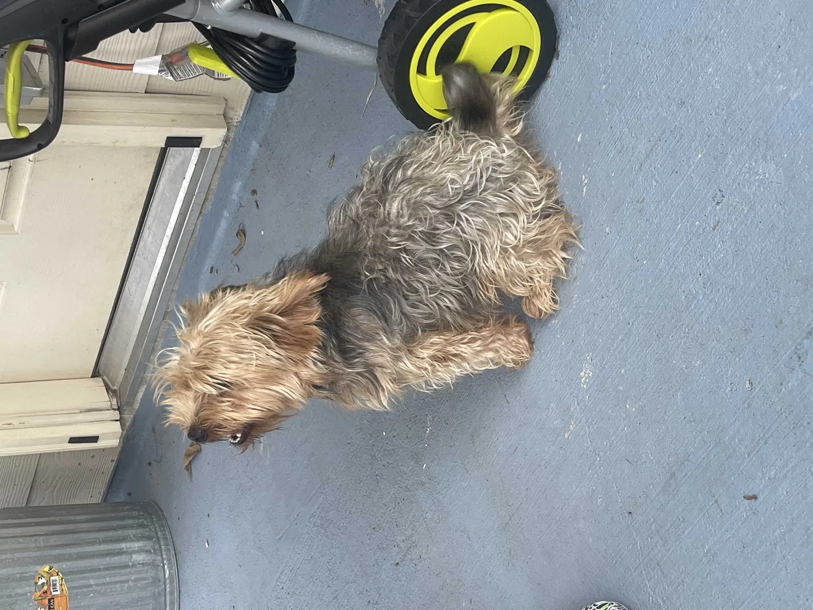 Lost dog in Katy, TX, 77449