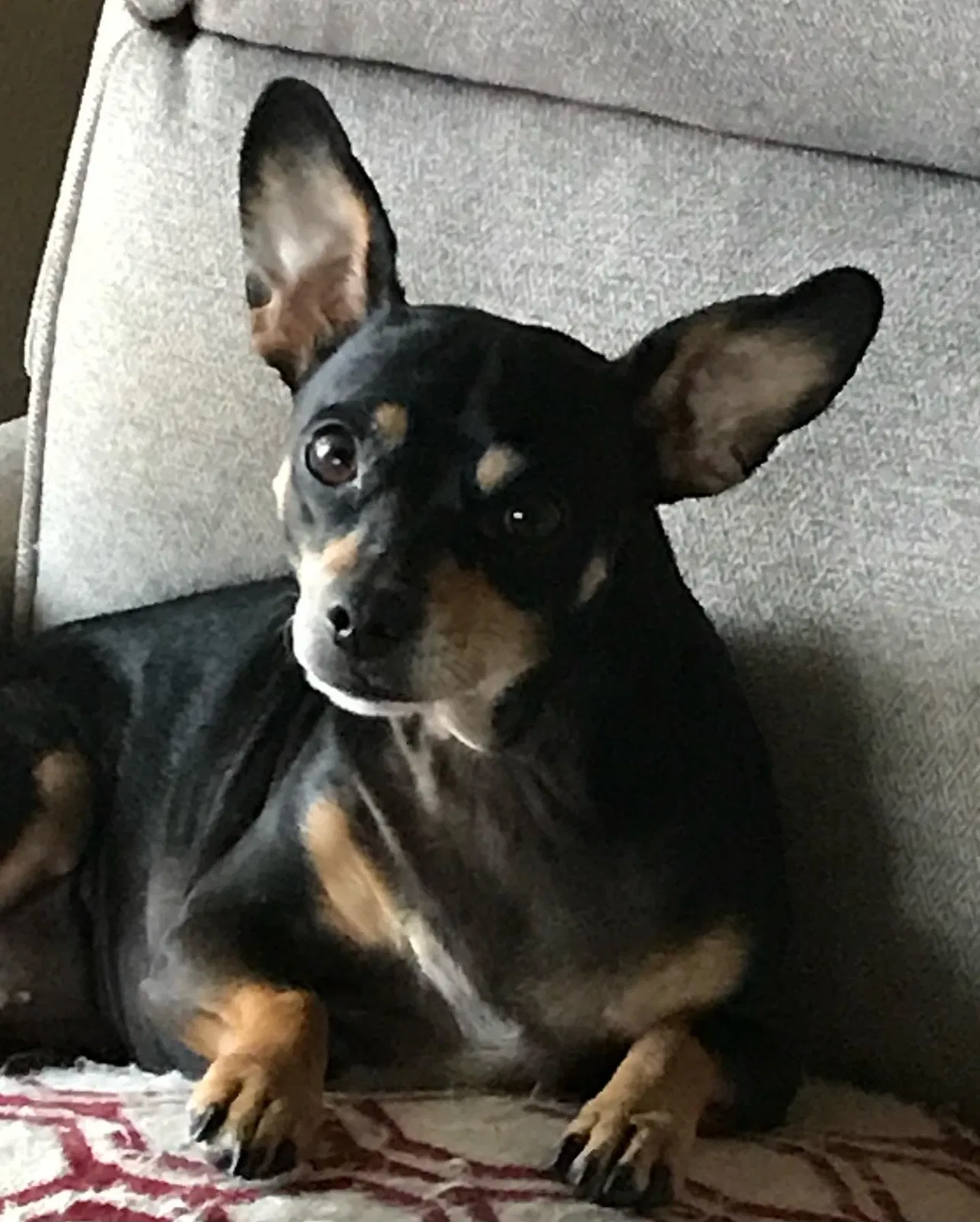 Lost dog in Garden City, ID, 83714