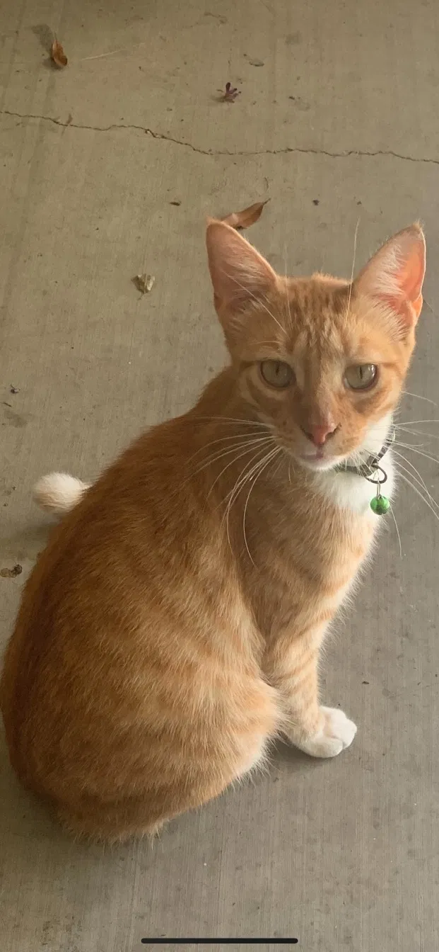 Lost cat in Carencro, LA, 70520