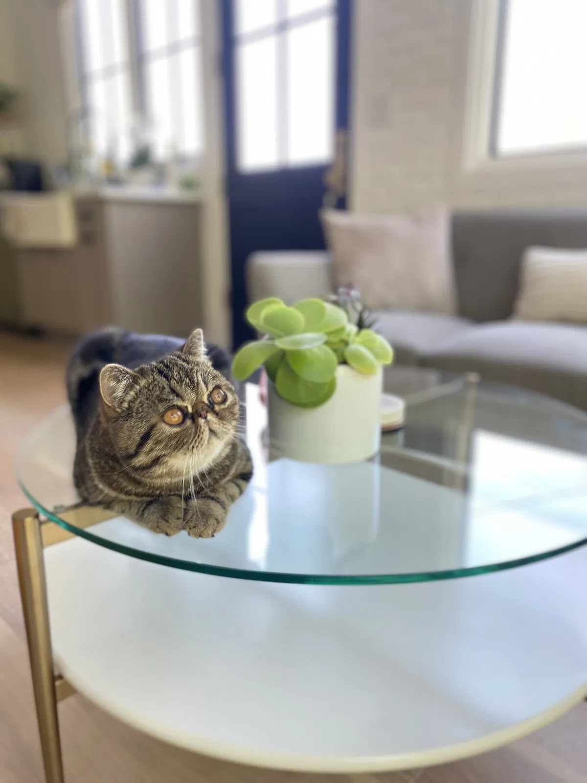 Lost cat in Los Angeles, CA, 90031