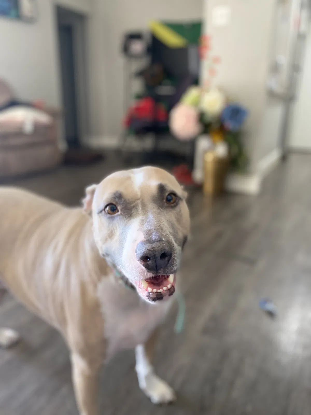 Lost dog in Garland, TX, 75042