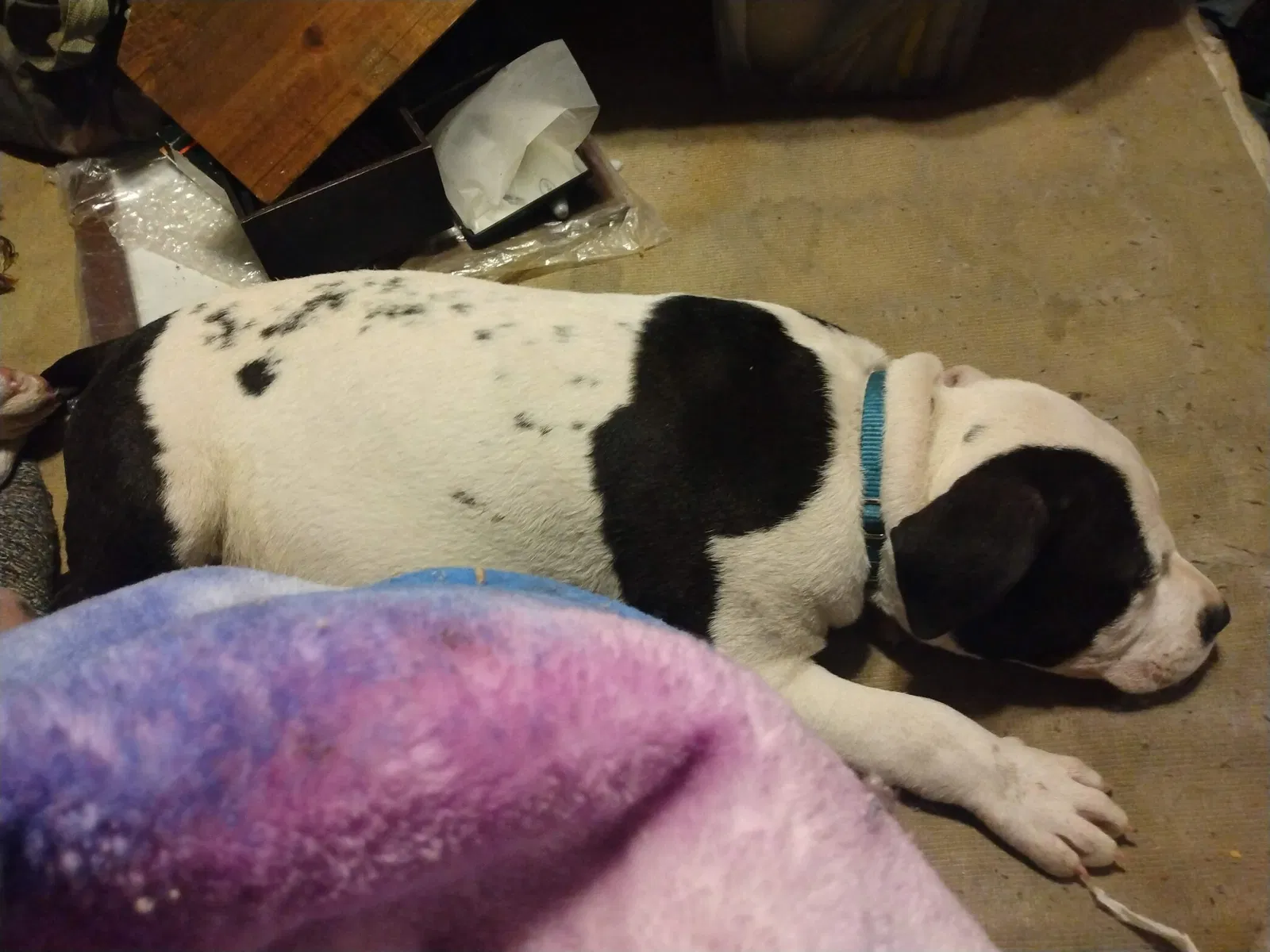 Lost dog in Saint Joseph, MO, 64504