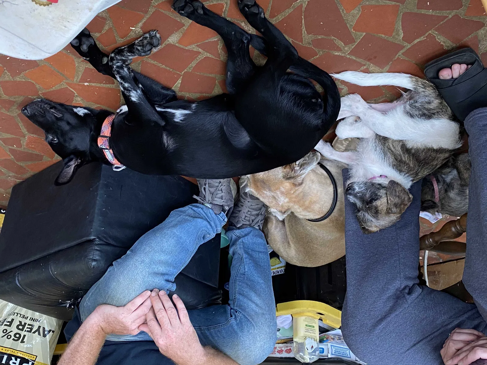 Lost dog in Charlotte, NC, 28277