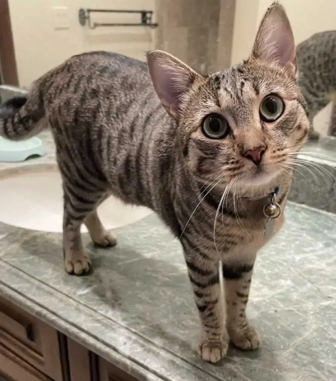 Lost cat in Sandy, UT, 84092