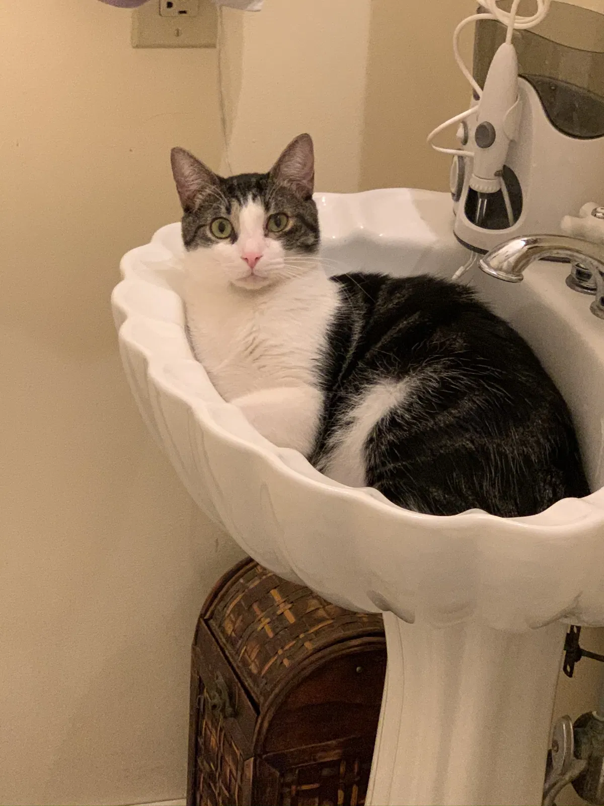 Lost cat in Mechanicsville, VA, 23111
