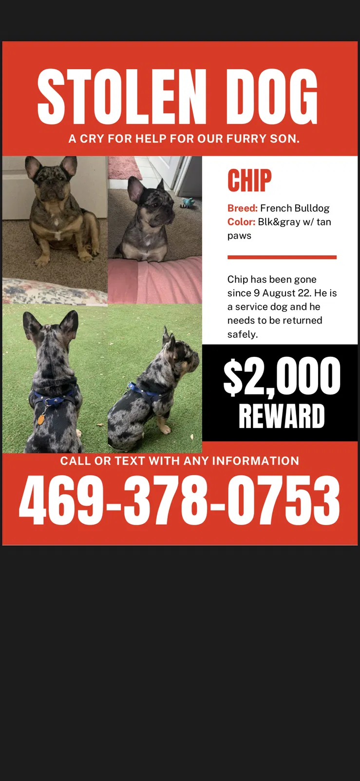 Lost dog in Dallas, TX, 75204