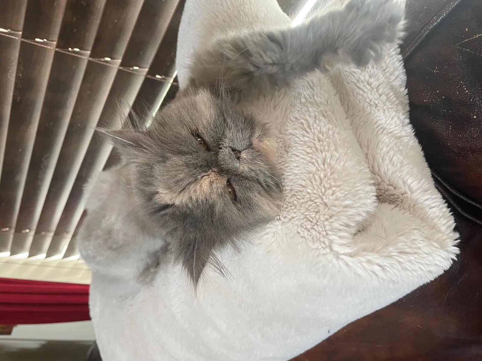 Lost cat in Salt Lake City, UT, 84104