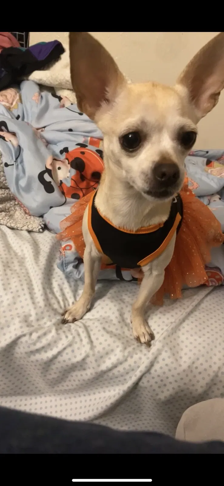 Lost dog in Las Vegas, NV, 89110