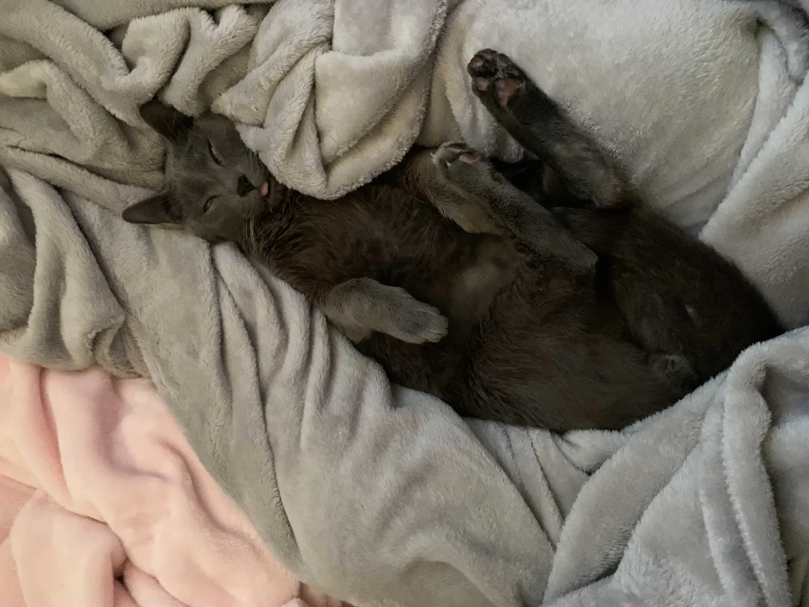 Lost cat in Los Angeles, CA, 90032