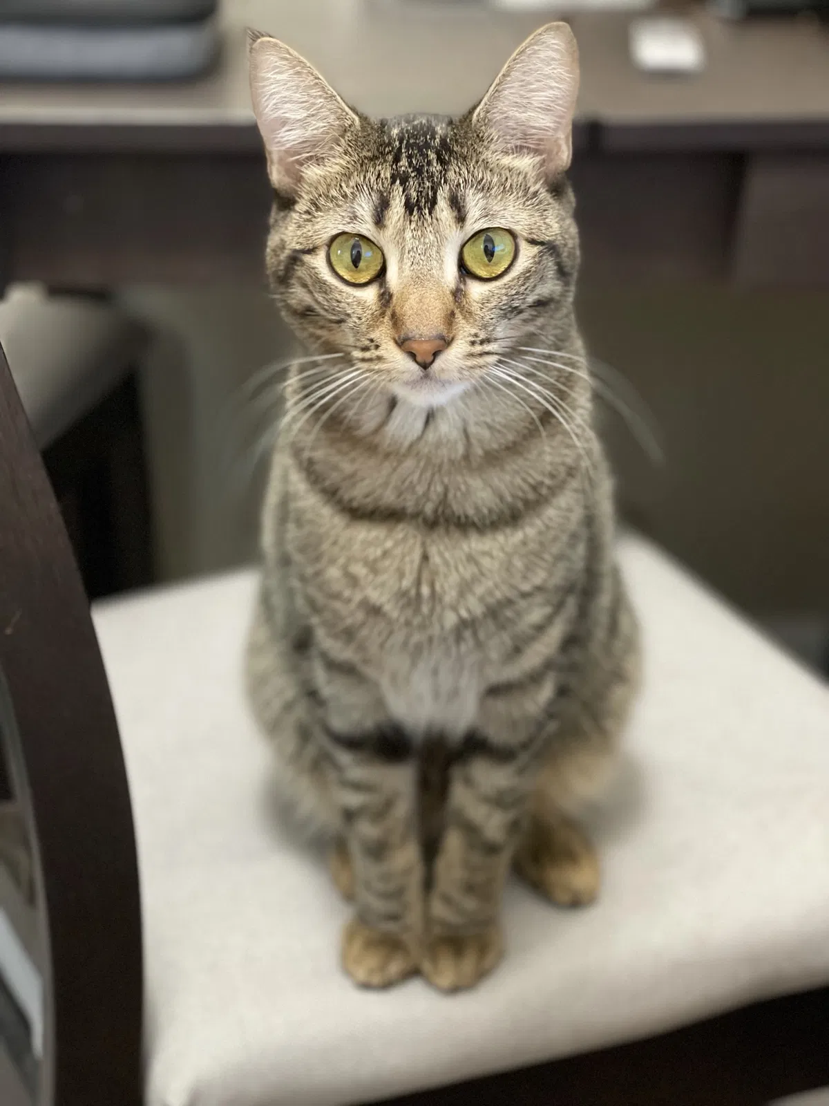 Lost cat in Oakland Gardens, NY, 11364