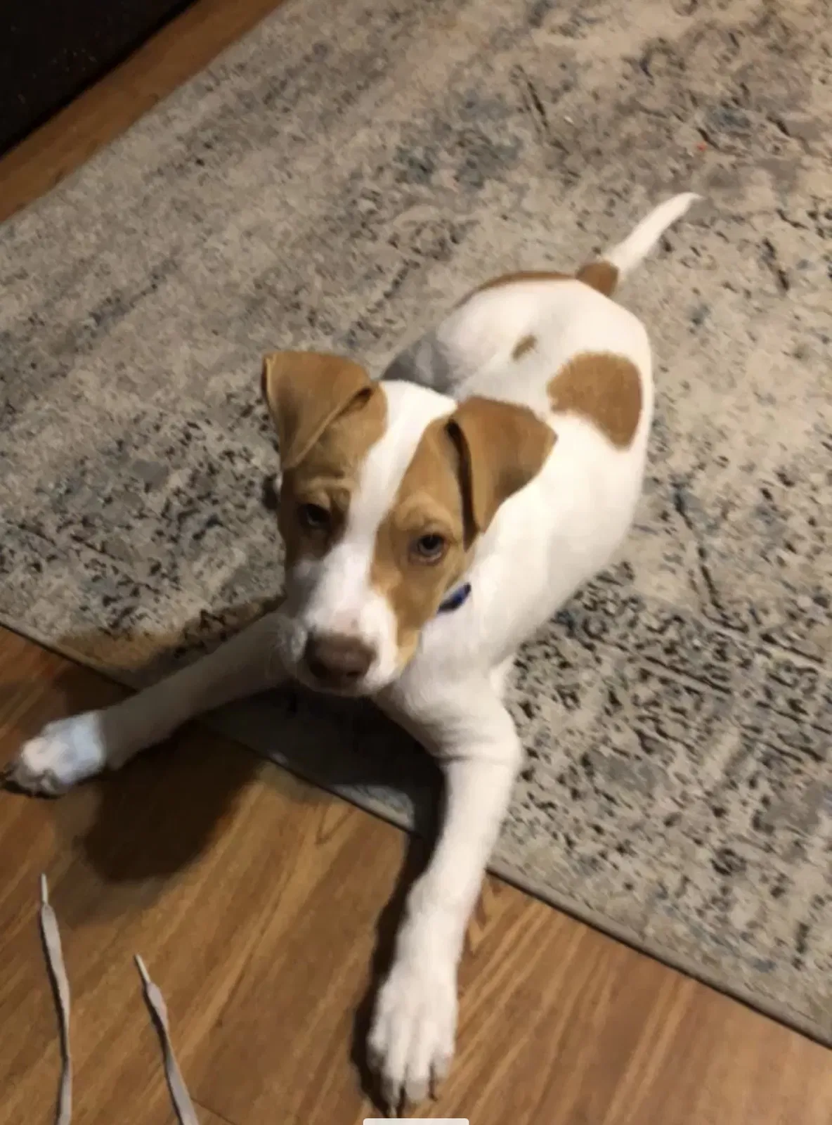 Lost dog in Oklahoma City, OK, 73119