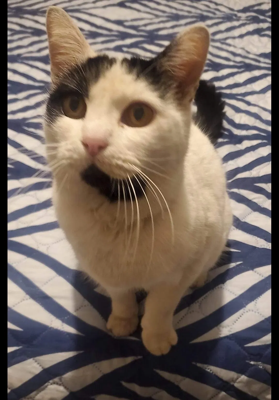 Lost cat in Las Cruces, NM, 88001