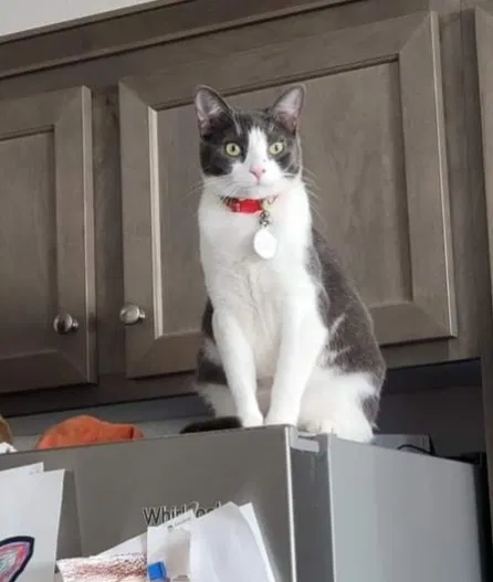 Lost cat in Beaumont, CA, 92223