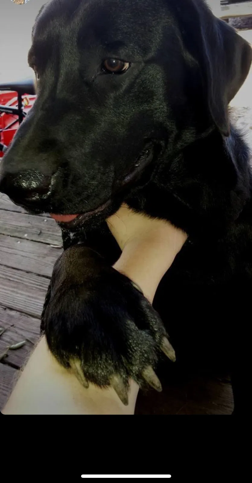Lost dog in Pensacola, FL, 32507