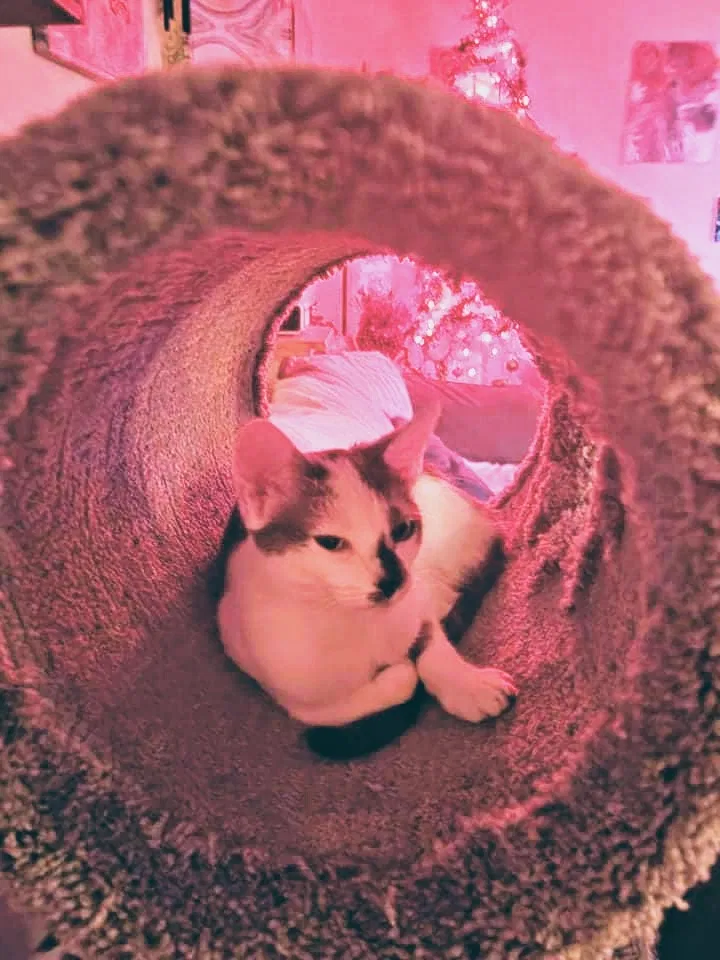 Lost cat in Irvington, AL, 36544