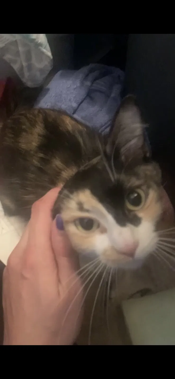 Lost cat in Las Vegas, NV, 89107