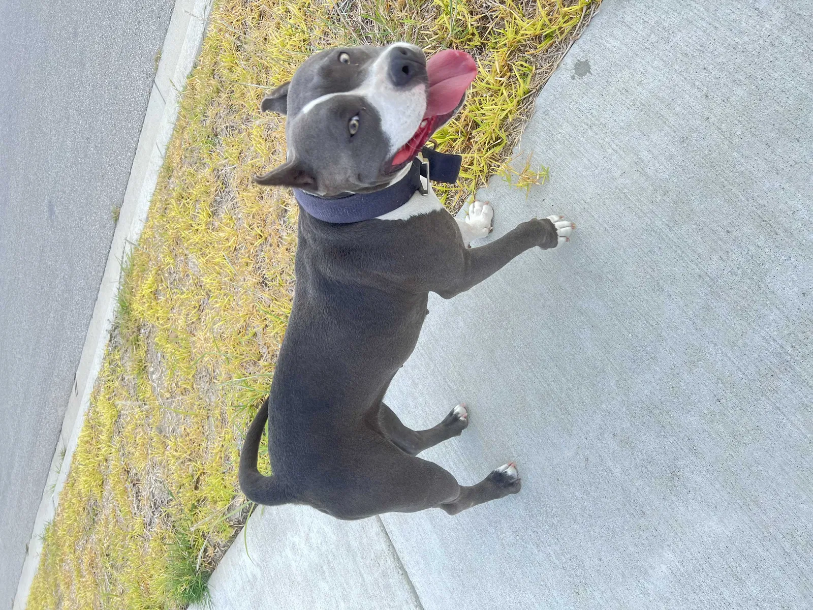 Found dog in Killeen, TX, 76542