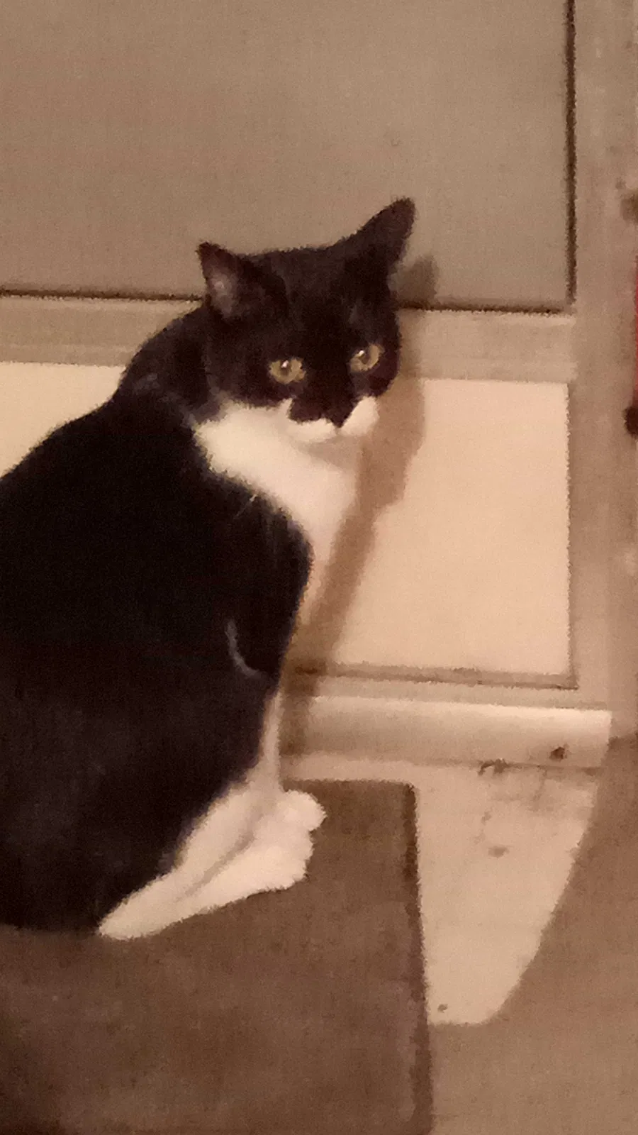 Lost cat in Elkhart, IN, 46514