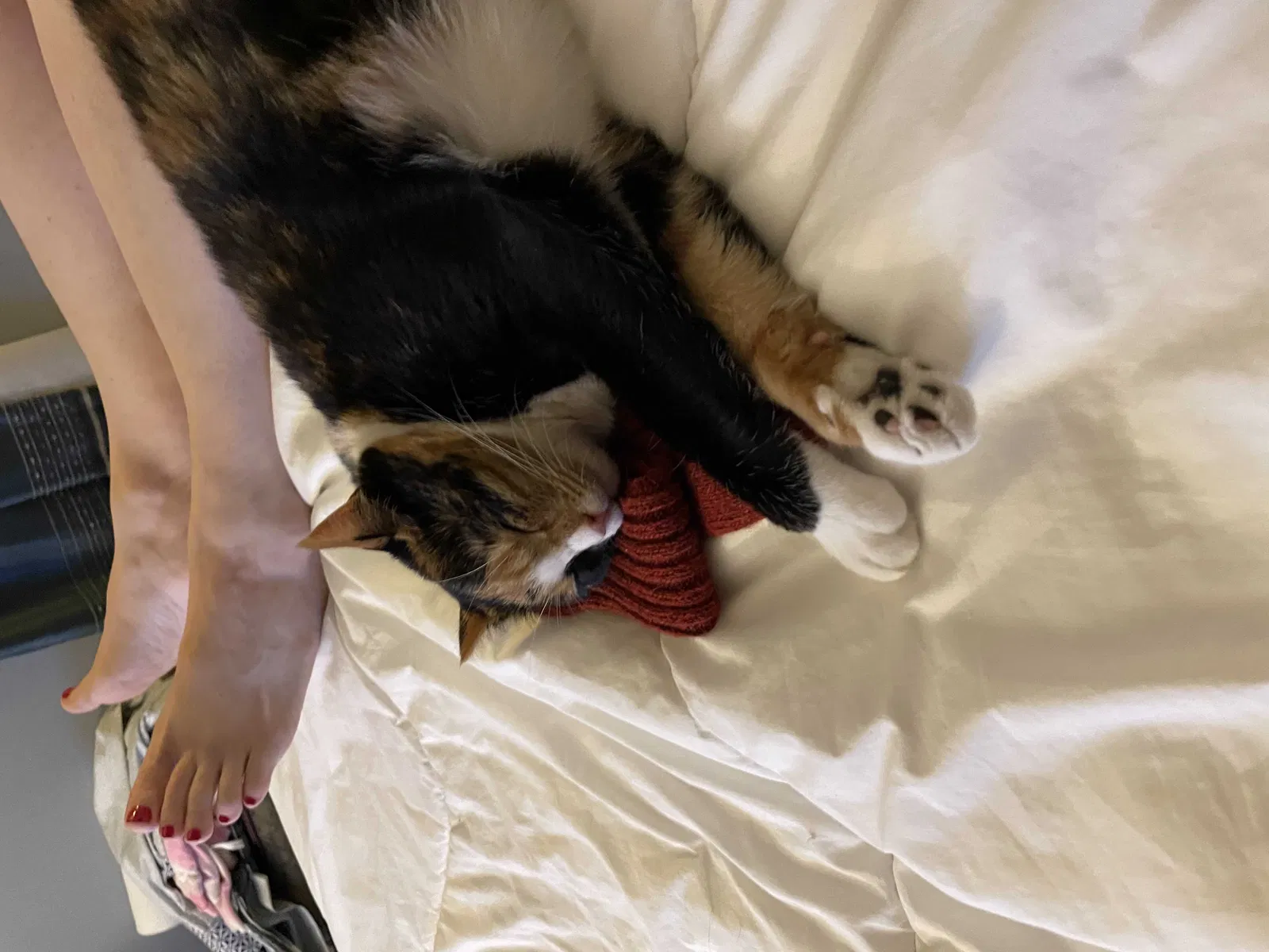 Lost cat in Pottstown, PA, 19464