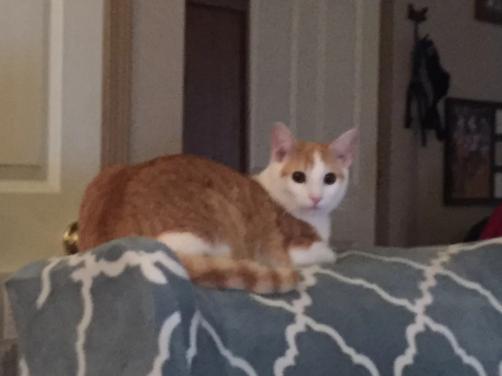 Lost cat in Marysville, WA, 98271