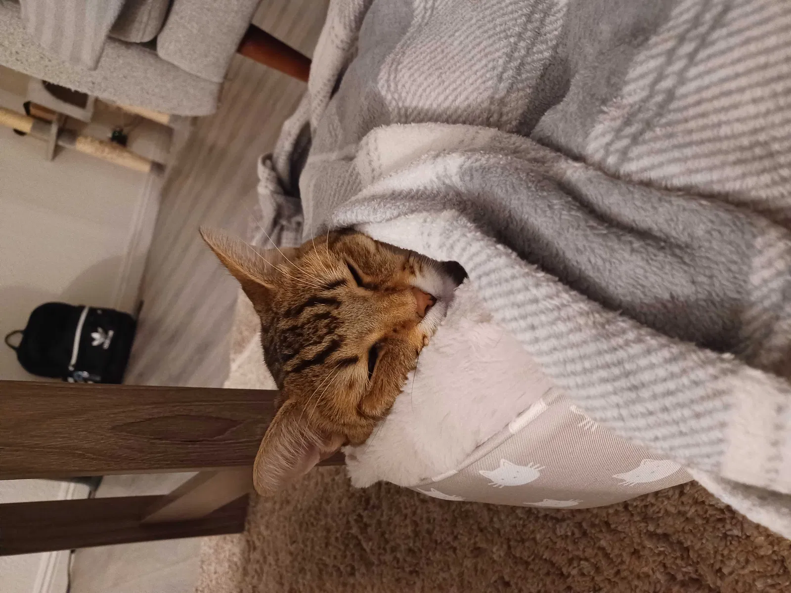 Lost cat in Alhambra, CA, 91801