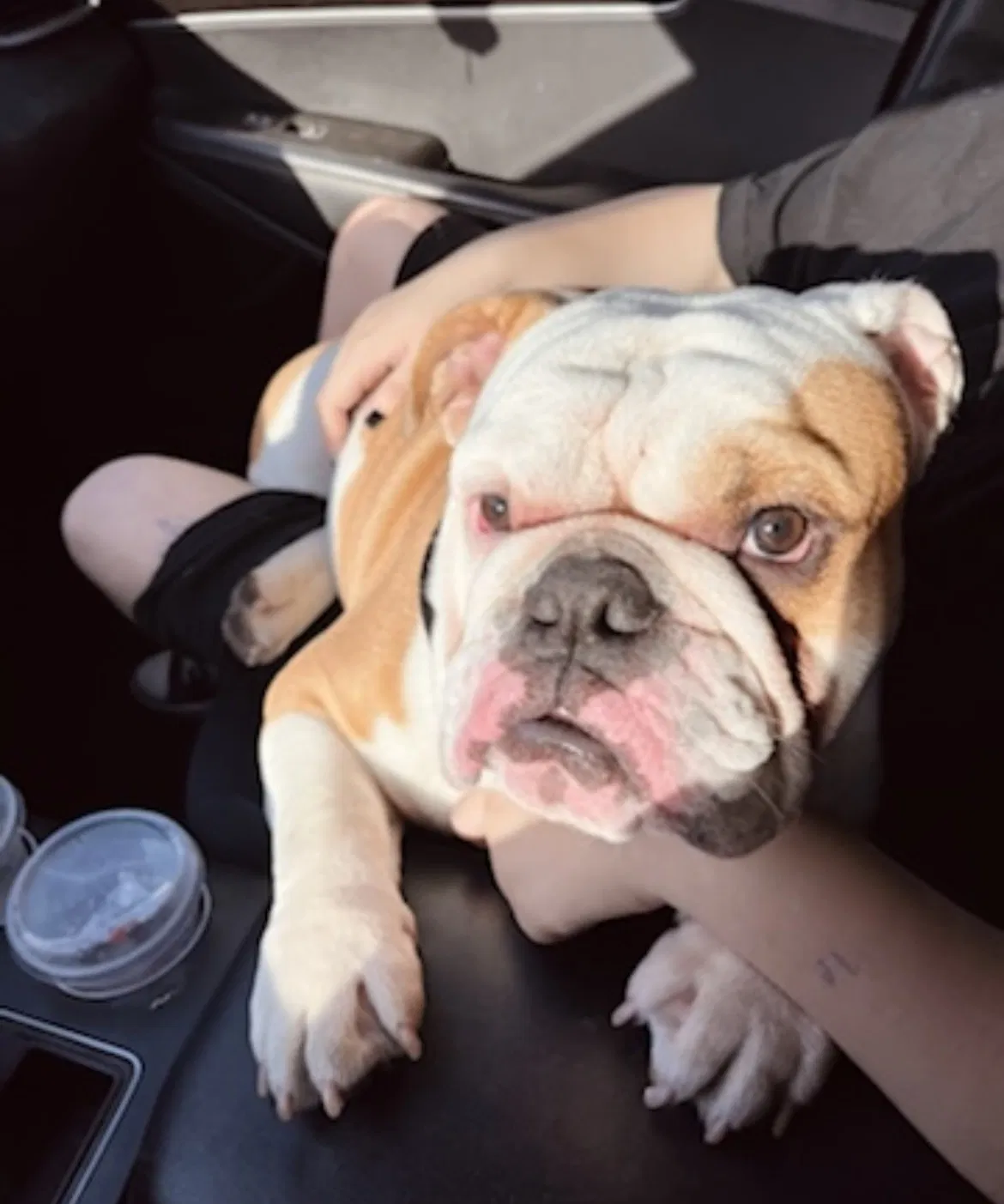 Lost dog in Phoenix, AZ, 85020