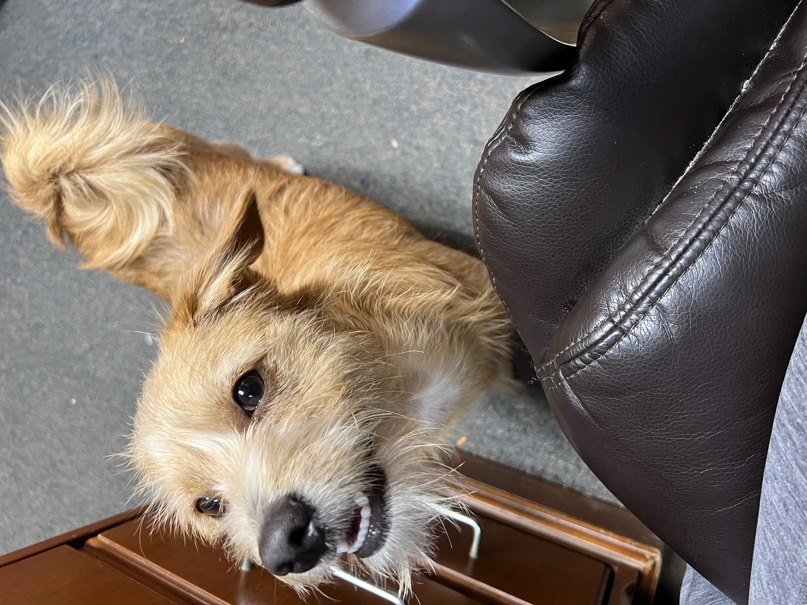 Lost dog in Houston, TX, 77008