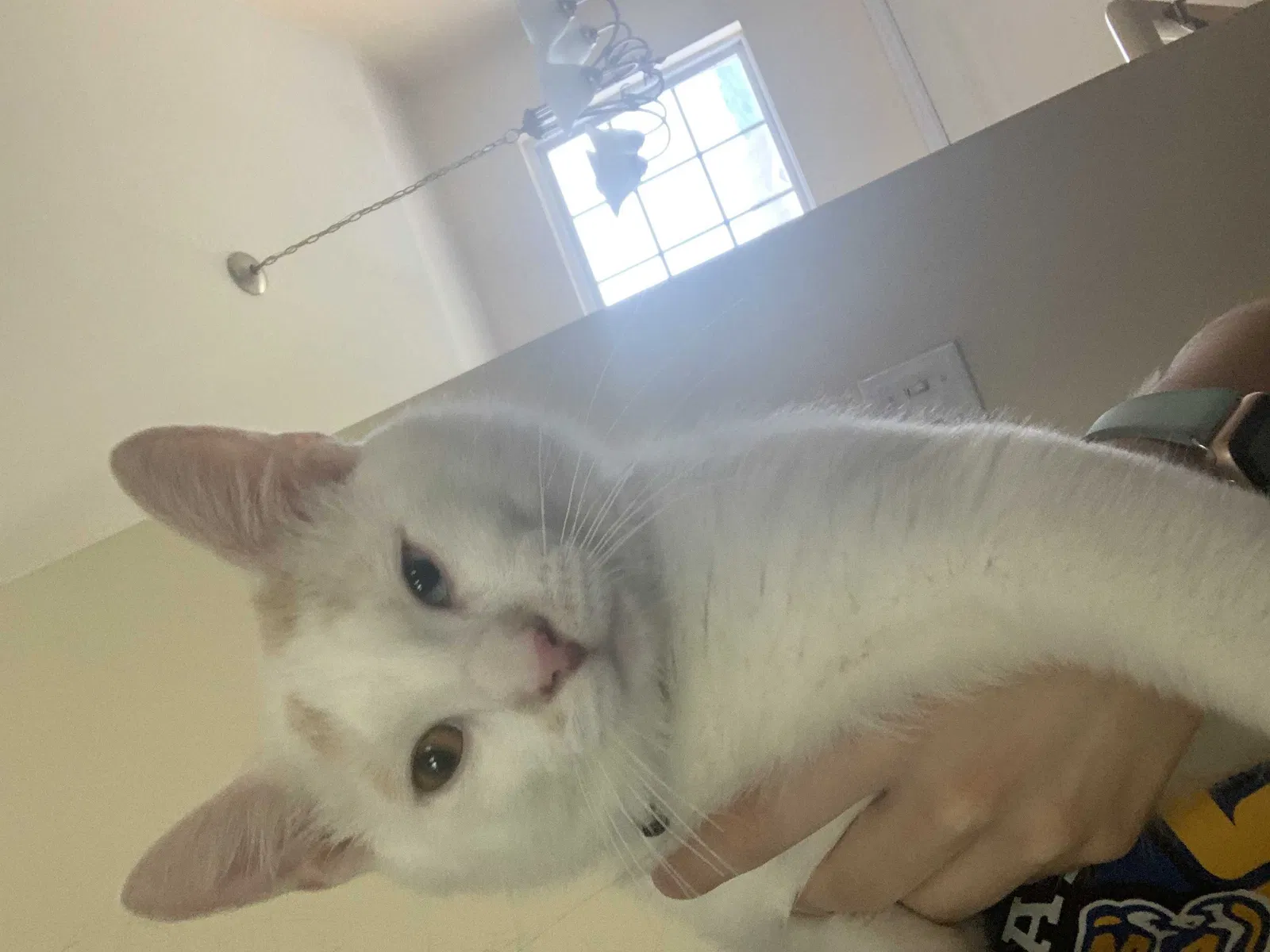 Lost cat in Imperial, MO, 63052