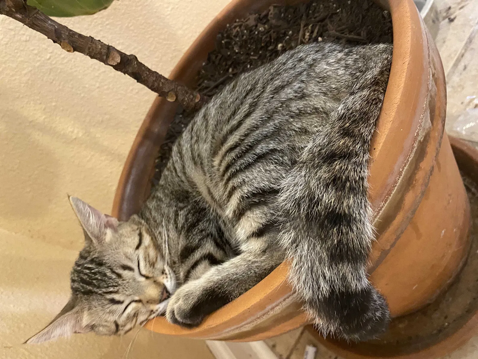 Lost cat in San Antonio, TX, 78216