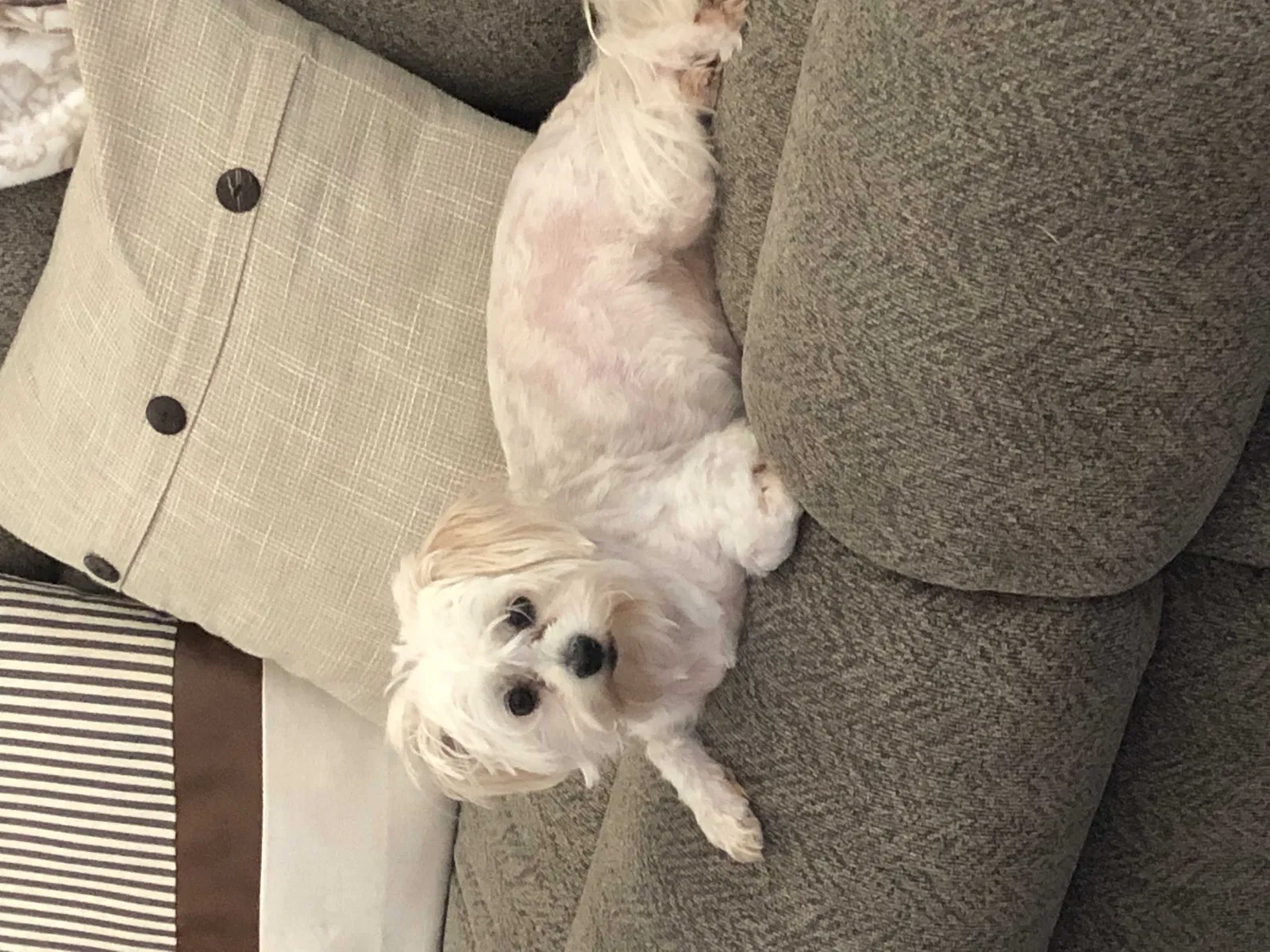 Lost dog in Aubrey, TX, 76227