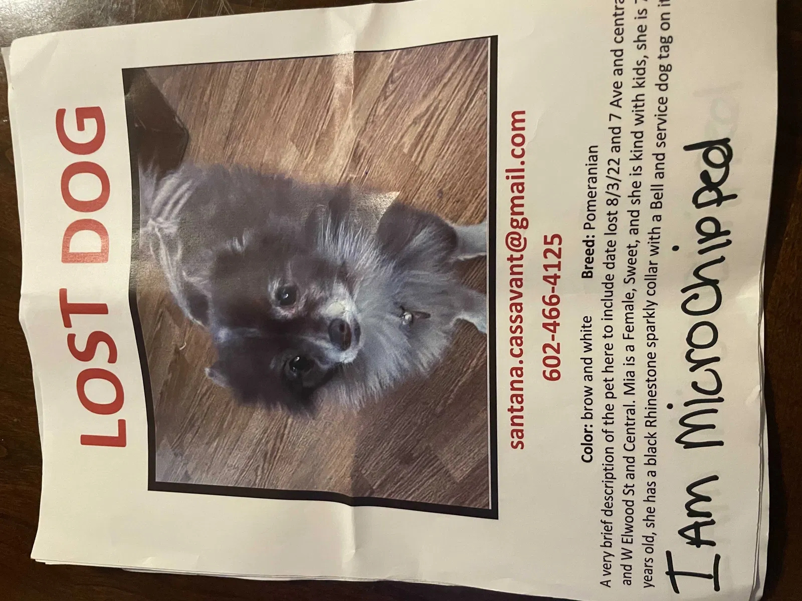 Lost dog in Phoenix, AZ, 85041