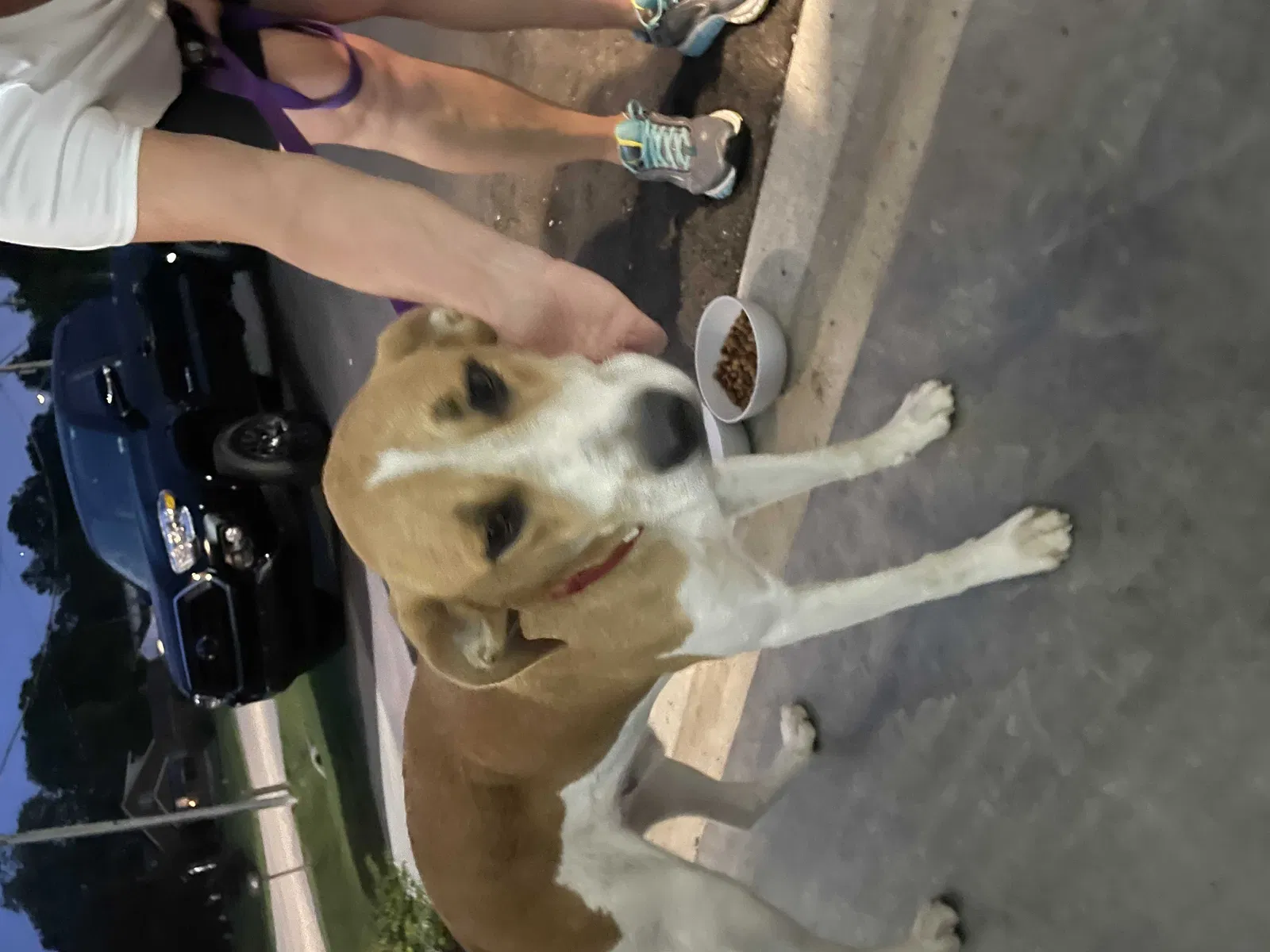 Found dog in Indianapolis, IN, 46224