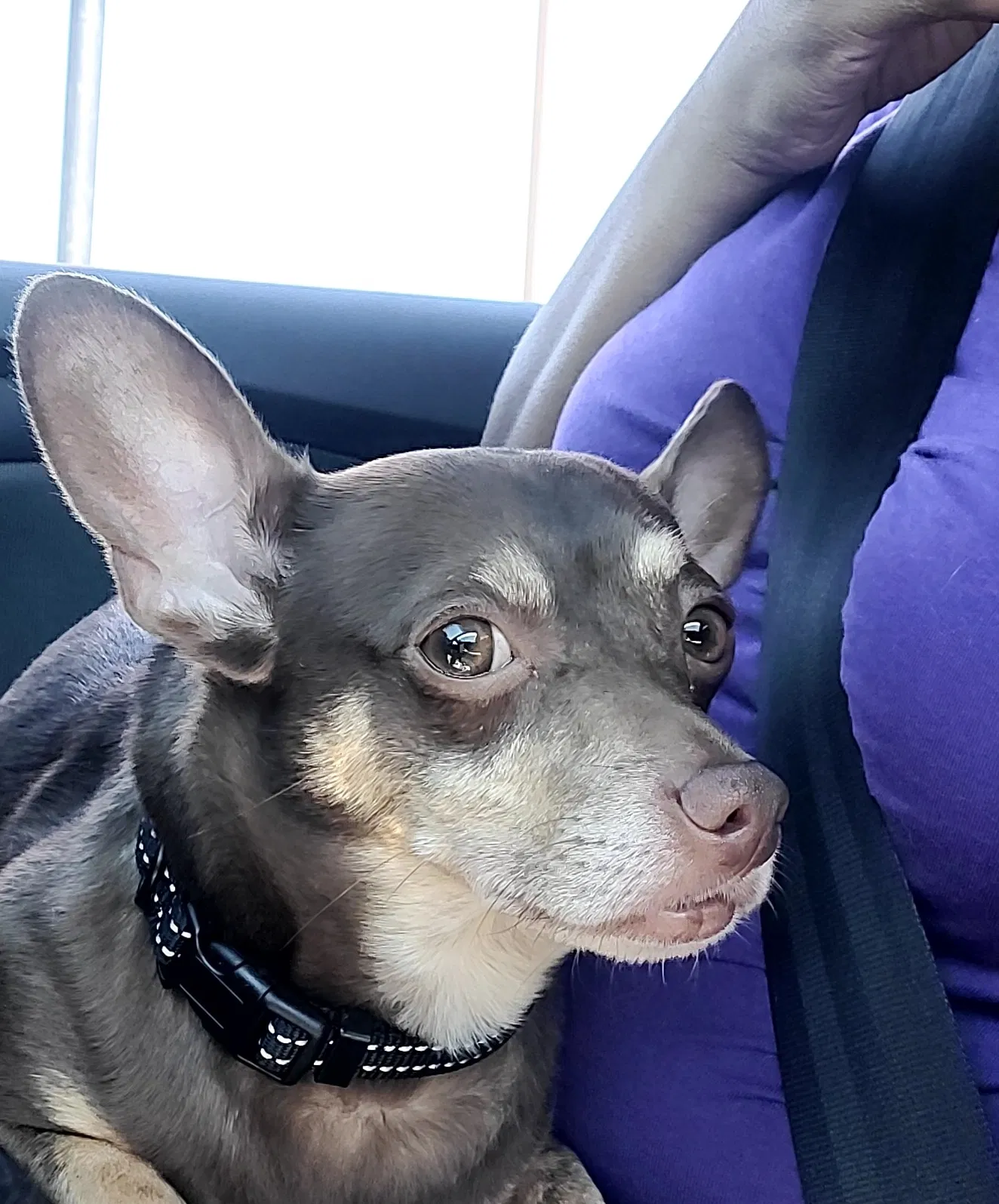Lost dog in Pittsburgh, PA, 15220