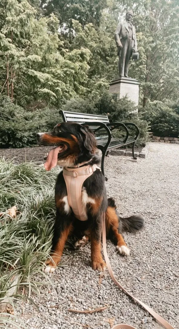 Lost dog in Lititz, PA, 17543