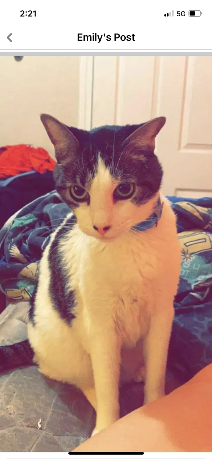 Lost cat in Fort Worth, TX, 76111