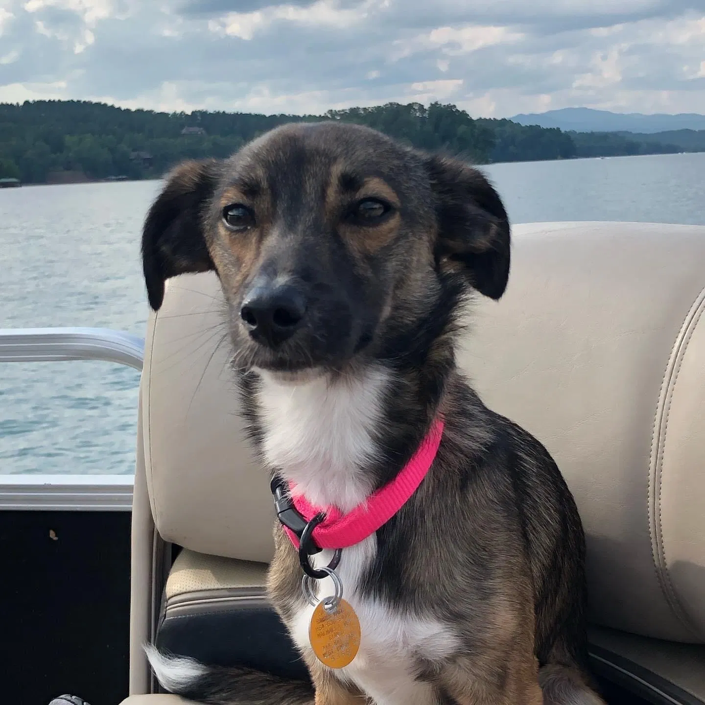 Lost dog in Seneca, SC, 29672