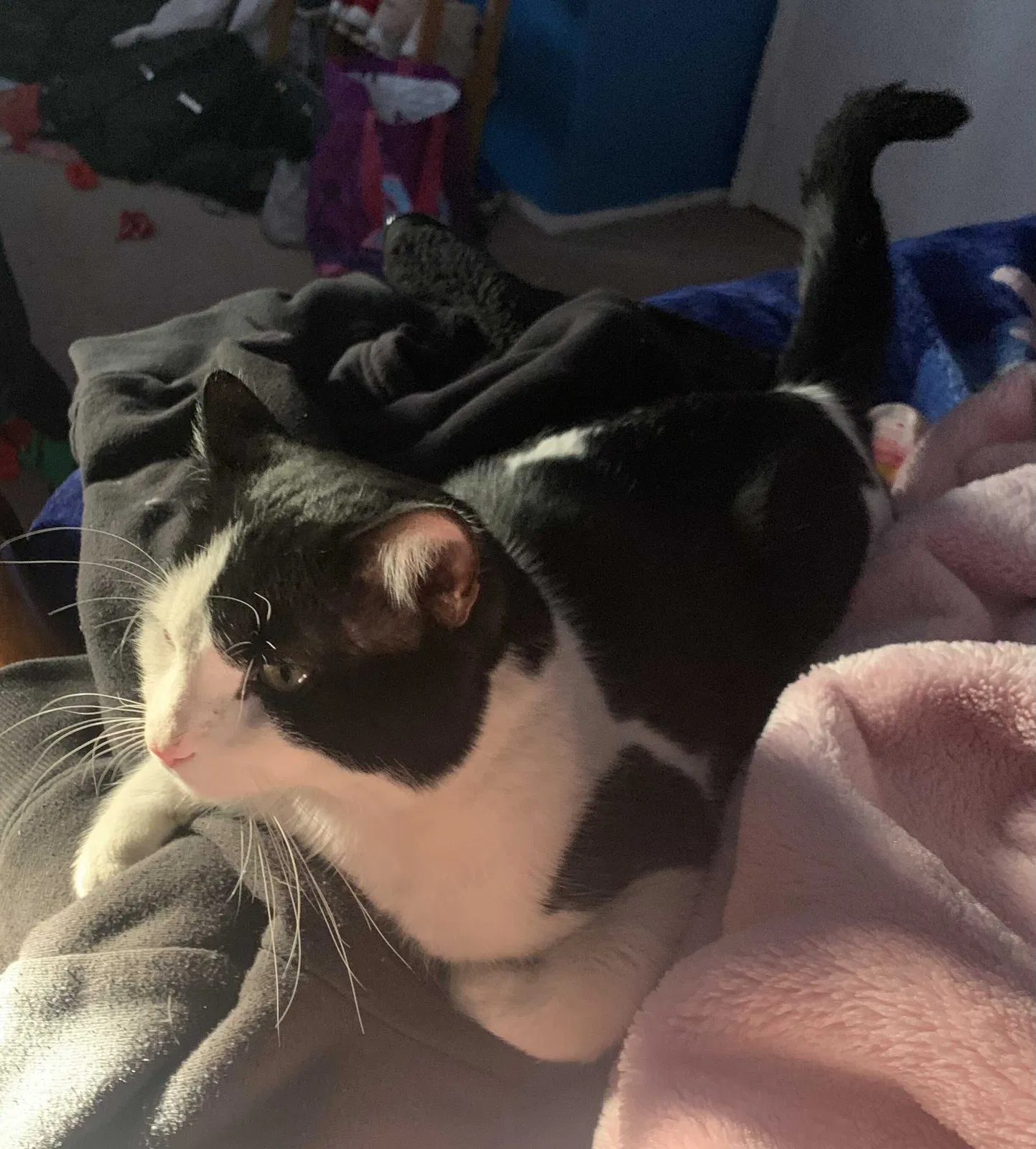 Lost cat in Las Vegas, NV, 89156