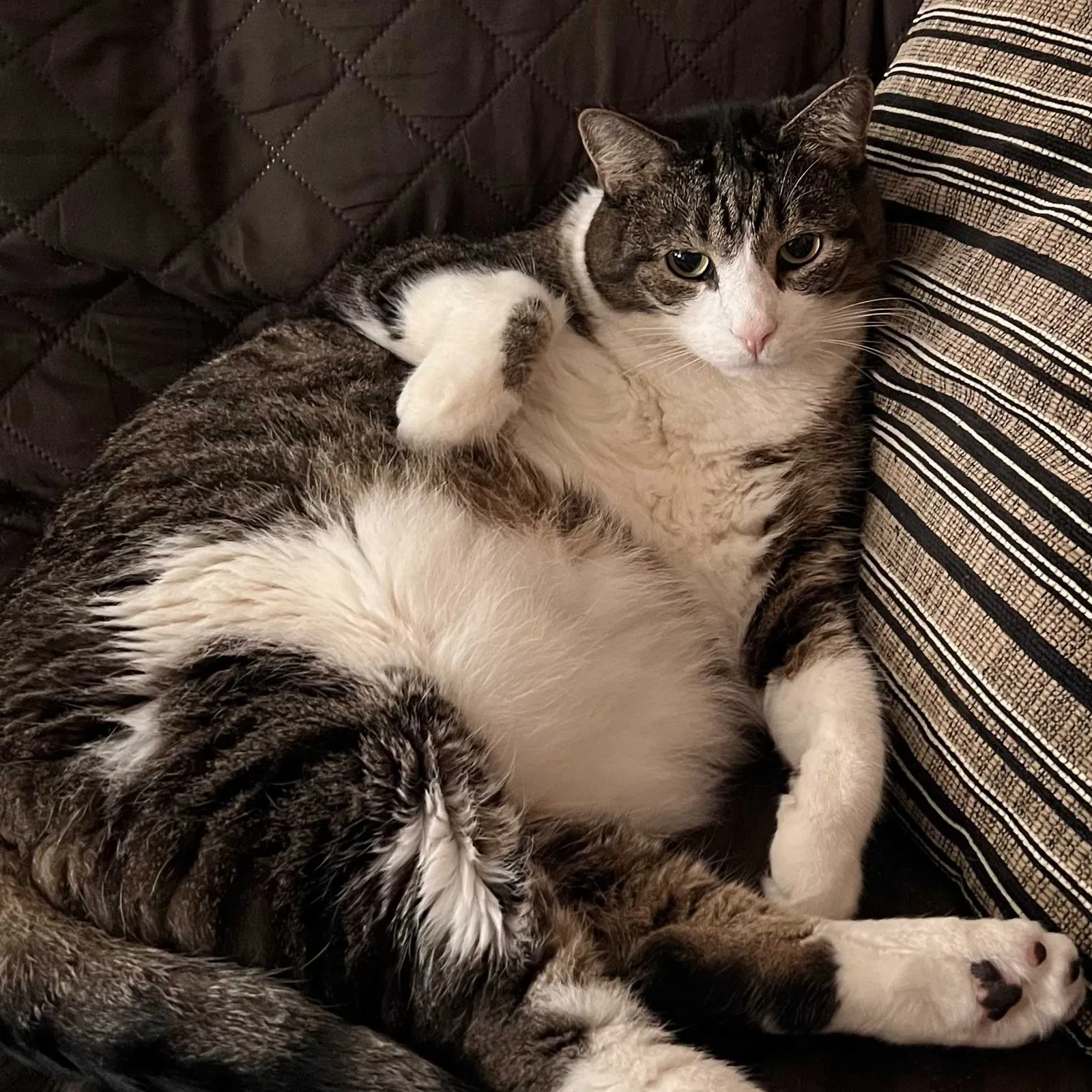 Lost cat in Everett, MA, 2149