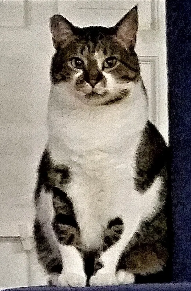 Lost cat in Kennedale, TX, 76060