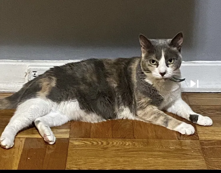 Lost cat in Philadelphia, PA, 19149