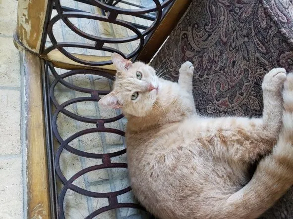 Lost cat in Brighton, CO, 80601