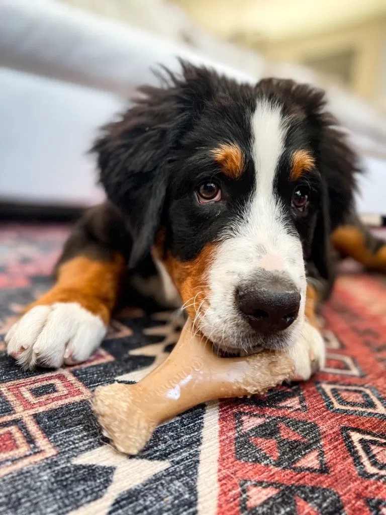 Lost dog in Hilton Head Island, SC, 29928