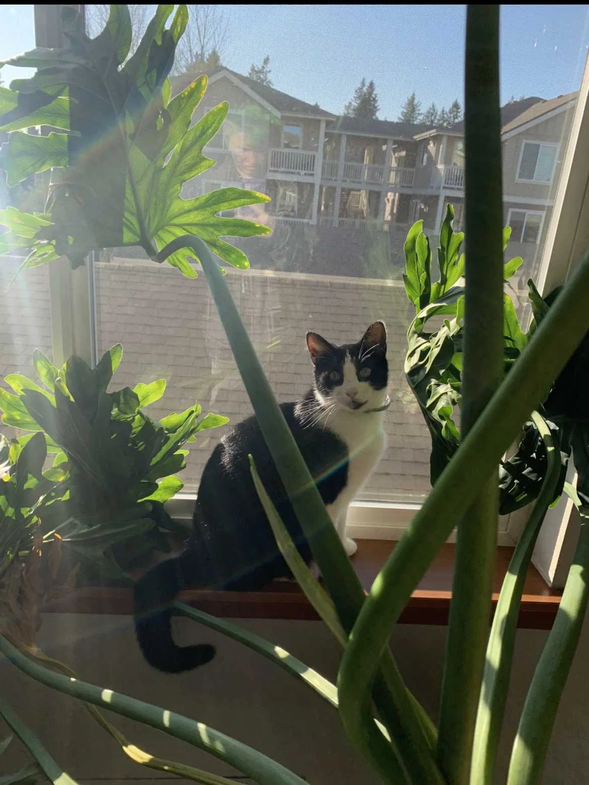 Lost cat in Yelm, WA, 98597