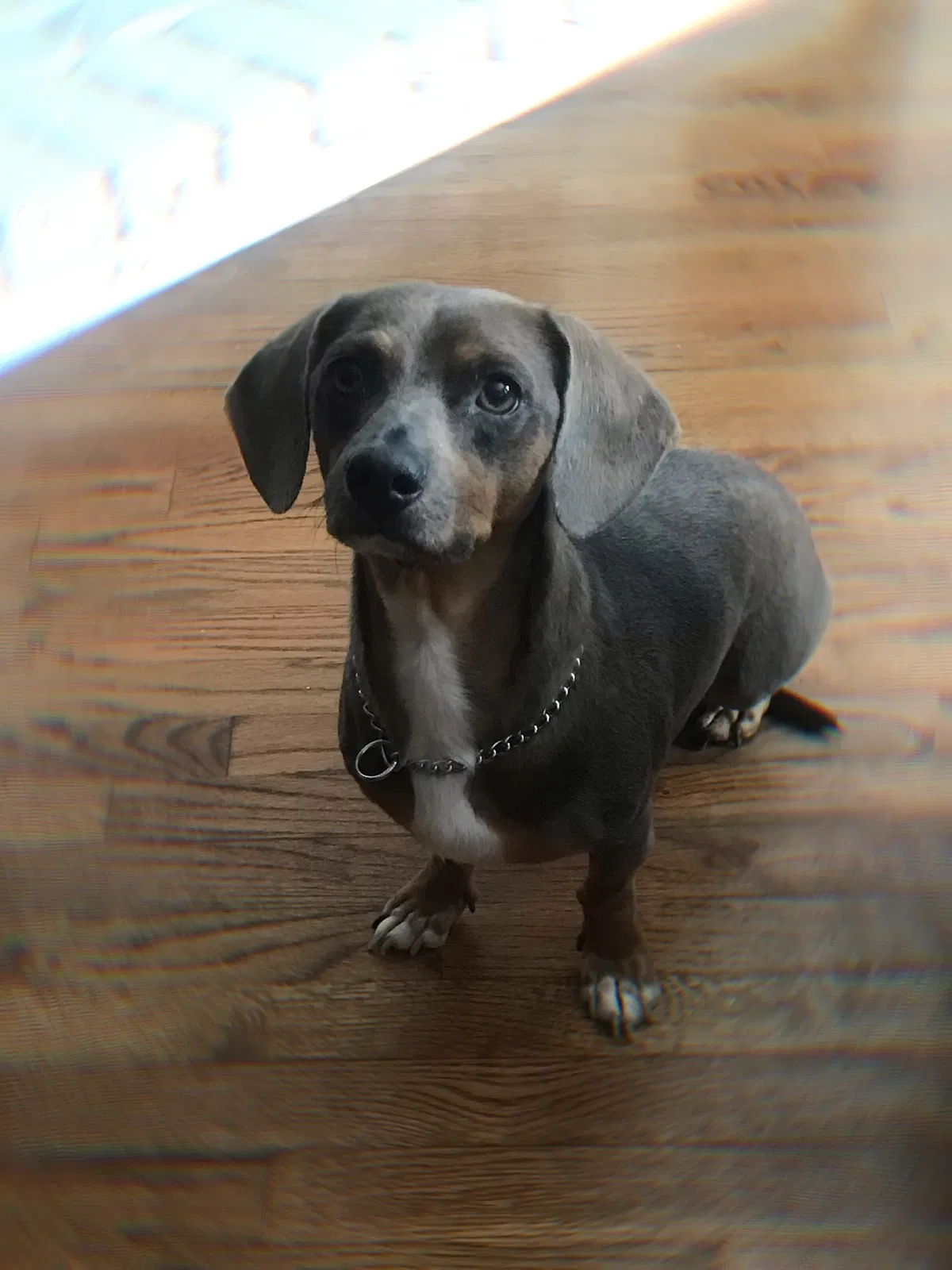 Lost dog in Dallas, TX, 75219