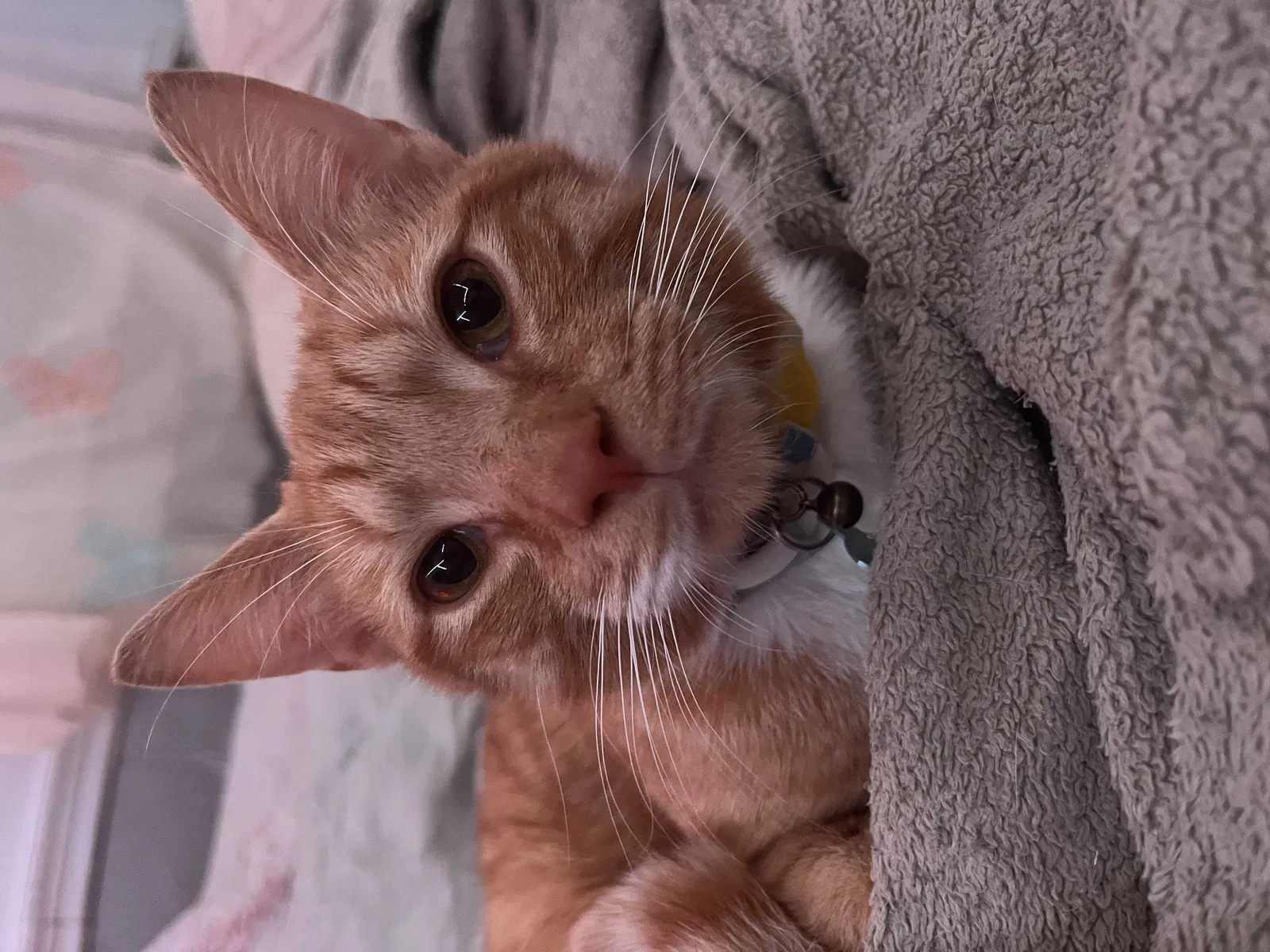 Lost cat in Richmond, VA, 23237