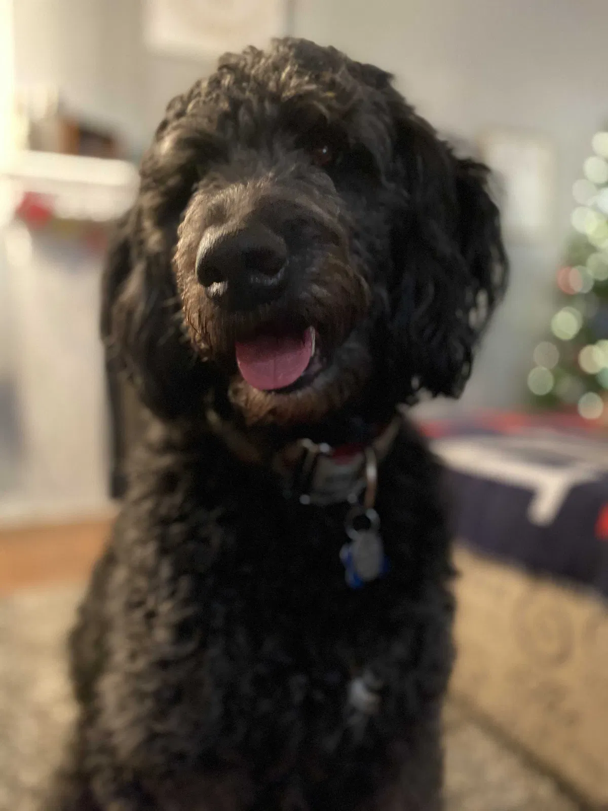 Lost dog in Collinsville, OK, 74021